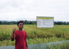 Kolaborasi Mengurangi Emisi Karbon Pada Produksi Beras di Indonesia